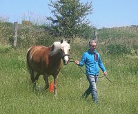 Pferdegestütztes Coaching für Privatpersonen